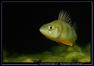 A beautiful Perch at the end of my dive. They are really ... by Michel Lonfat 